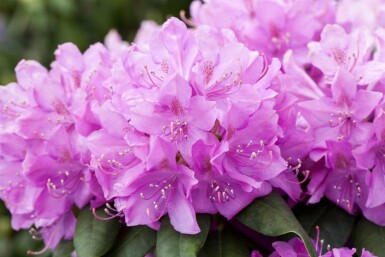 Rhododendron catawbiense 'Boursault' Strauch 60-80 cm
