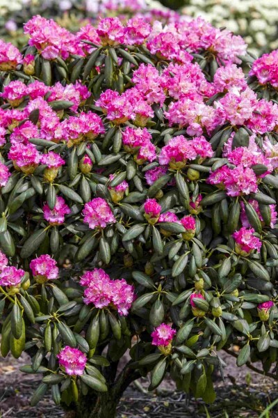Rhododendron 'Germania' Strauch 50-60 cm