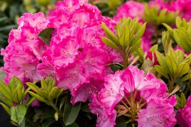 Rhododendron 'Germania' Strauch 50-60 cm