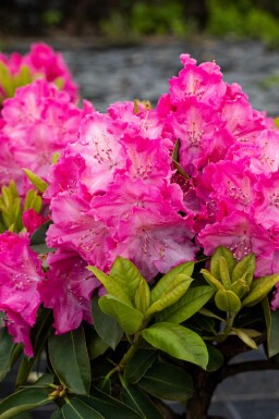 Rhododendron 'Germania' Strauch 50-60 cm