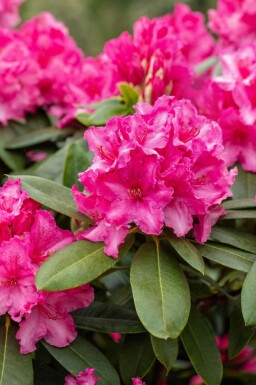 Rhododendron 'Germania' Strauch 60-70 cm