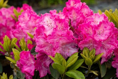 Rhododendron 'Germania' Strauch 60-70 cm