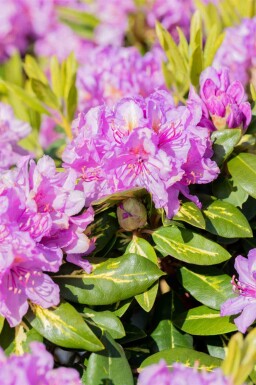 Alpenrose Rhododendron 'Goldflimmer' Strauch 30-40 C5 Rhododendron 'Goldflimmer' Strauch 30-40 cm