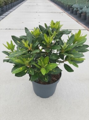 Rhododendron 'Goldflimmer' Strauch 30-40 cm