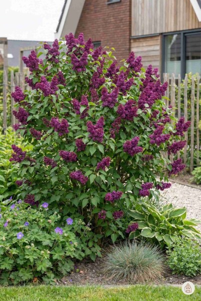 Syringa vulgaris 'Andenken an Ludwig Spath' Strauch 50-60 cm