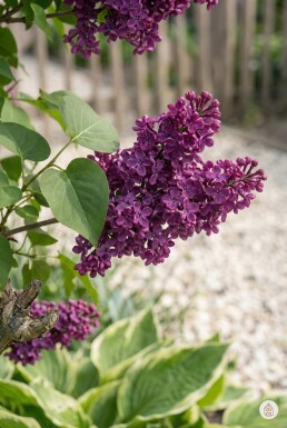 Syringa vulgaris 'Andenken an Ludwig Spath' Strauch 50-60 cm