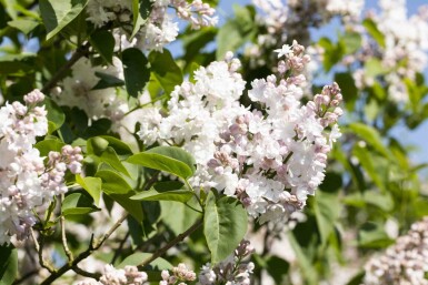 Syringa vulgaris 'Beauty of Moscow' Strauch 50-60 cm