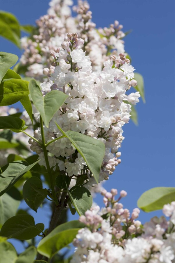Gemeiner flieder Syringa vulgaris 'Beauty of Moscow' Strauch 50-60 C5 Syringa vulgaris 'Beauty of Moscow' Strauch 50-60 cm