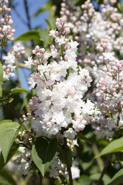Gemeiner flieder Syringa vulgaris 'Beauty of Moscow' Strauch 125-150 C20 Syringa vulgaris 'Beauty of Moscow' Strauch 125-150 cm