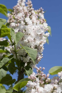 Syringa vulgaris 'Beauty of Moscow' Strauch 125-150 cm