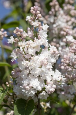 Gemeiner flieder Syringa vulgaris 'Beauty of Moscow' Strauch 125-150 C20 Syringa vulgaris 'Beauty of Moscow' Strauch 125-150 cm