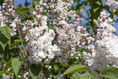 Gemeiner flieder Syringa vulgaris 'Beauty of Moscow' Strauch 125-150 C20 Syringa vulgaris 'Beauty of Moscow' Strauch 125-150 cm