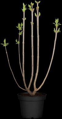 Gemeiner flieder Syringa vulgaris 'Beauty of Moscow' Strauch 125-150 C20 Syringa vulgaris 'Beauty of Moscow' Strauch 125-150 cm