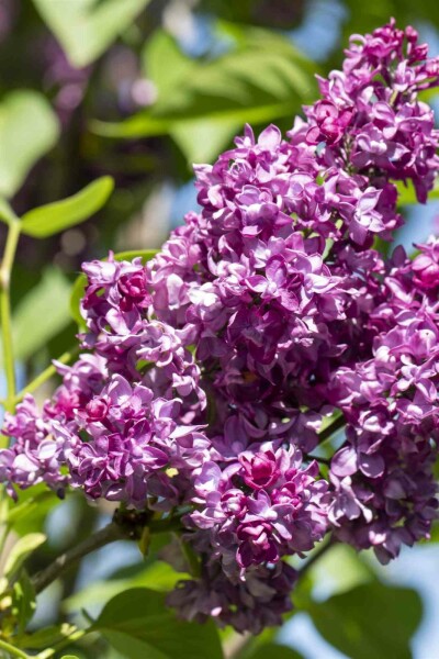 Flieder Syringa vulgaris 'Charles Joly' Strauch 40-50 C5 Syringa vulgaris 'Charles Joly' Strauch 40-50 cm