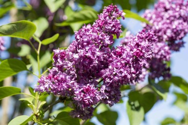 Syringa vulgaris 'Charles Joly' Strauch 40-50 cm