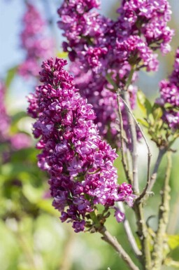 Syringa vulgaris 'Charles Joly' Strauch 40-50 cm