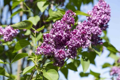 Syringa vulgaris 'Charles Joly' Strauch 60-80 cm
