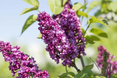 Syringa vulgaris 'Charles Joly' Strauch 60-80 cm