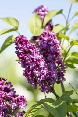 Syringa vulgaris 'Charles Joly' Strauch 100-125 cm