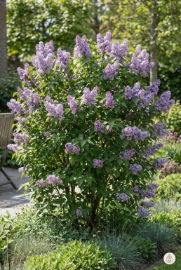 Syringa vulgaris 'Michel Buchner' Strauch 60-80 cm