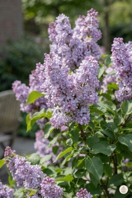 Syringa vulgaris 'Michel Buchner' Strauch 100-125 cm