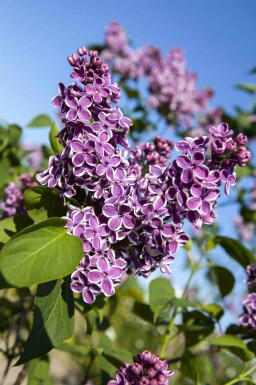 Syringa vulgaris 'Sensation' Strauch 60-80 cm