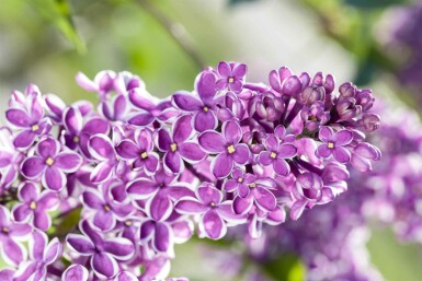 Syringa vulgaris 'Sensation' Strauch 80-100 cm
