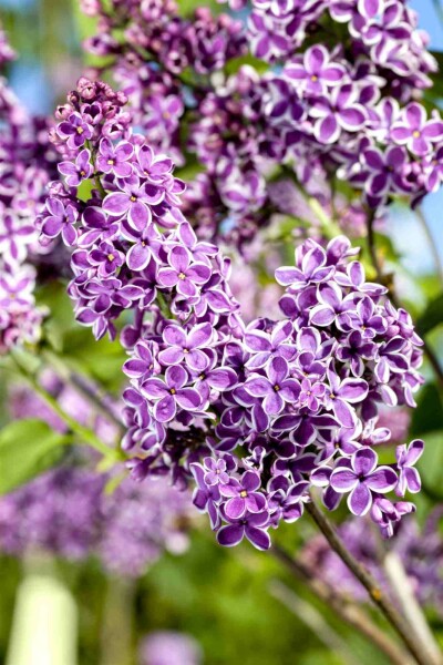 Gemeiner flieder Syringa vulgaris 'Sensation' Strauch 100-125 C20 Syringa vulgaris 'Sensation' Strauch 100-125 cm