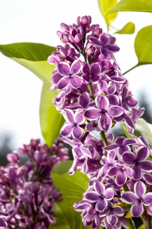 Gemeiner flieder Syringa vulgaris 'Sensation' Strauch 125-150 C35 Syringa vulgaris 'Sensation' Strauch 125-150 cm