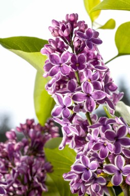 Syringa vulgaris 'Sensation' Strauch 125-150 cm