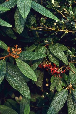 Viburnum rhytidophyllum Strauch 125-150 cm