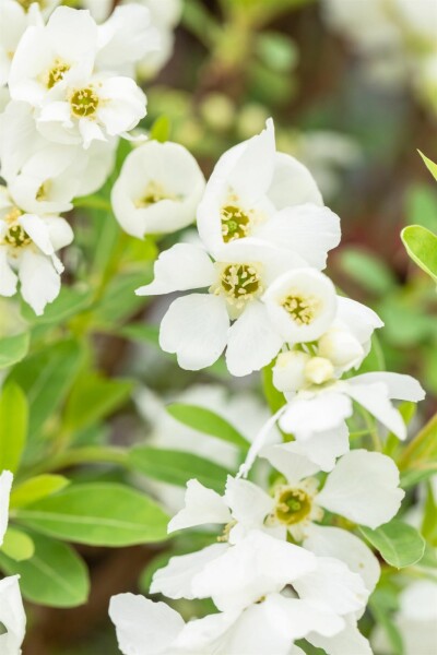 Exochorda racemosa 'Niagara' Strauch