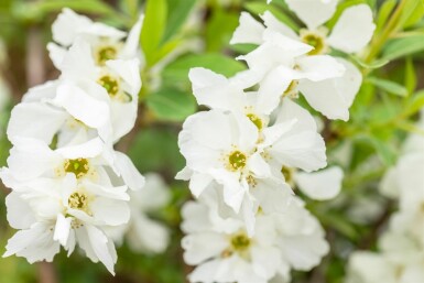 Exochorda racemosa 'Niagara' Strauch