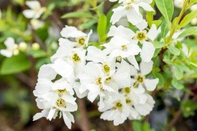Exochorda racemosa 'Niagara' Strauch