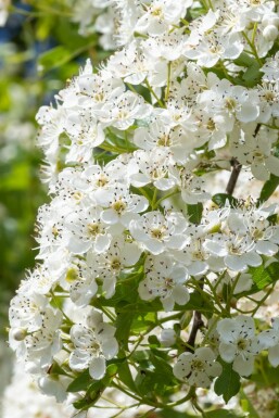 Crataegus laevigata 'Plena' Strauch