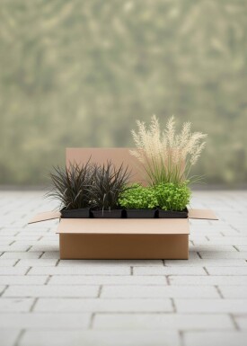 Natürliche Eleganz Mix