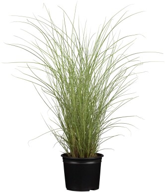 Miscanthus sinensis 'Morning Light'