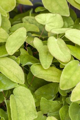 Kein Bild verfügbar