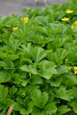 Kein Bild verfügbar