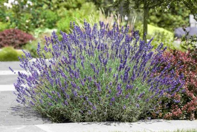 Lavandula angustifolia
