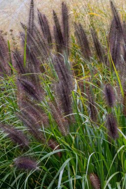 Pennisetum alopecuroides 'Black Beauty'