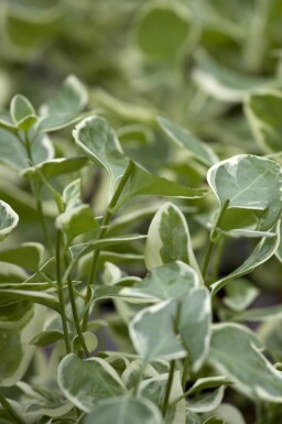 Vinca major 'Variegata'