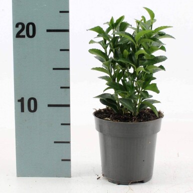 Euonymus japonicus 'Green Spire' Strauch 30-40 cm