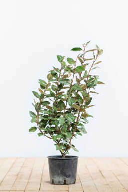 Ölweide Elaeagnus Ebbingei 50-60 cm