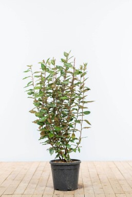 Ölweide Elaeagnus Ebbingei 80-100 cm