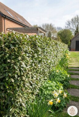 Ölweide Elaeagnus Ebbingei 80-100 cm