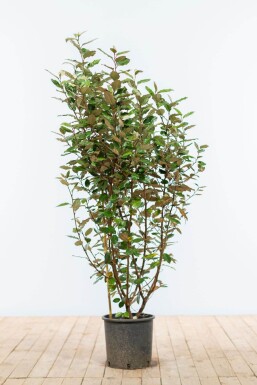 Ölweide Elaeagnus Ebbingei 100-125 cm
