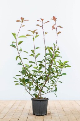 Glanzmispel Photinia Fraseri Red Robin 60-80 cm