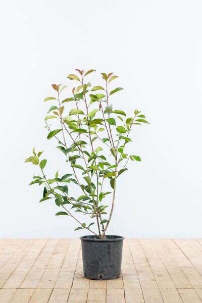 Glanzmispel Photinia Fraseri Red Robin 80-100 cm
