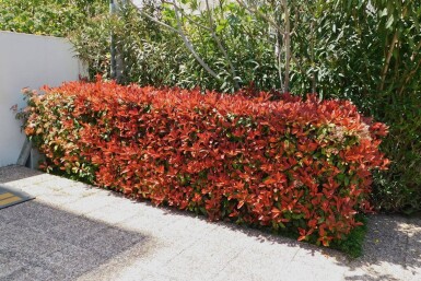 Glanzmispel Photinia Fraseri Red Robin 80-100 cm - Topf